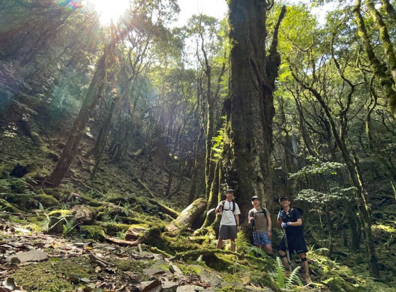 八仙山過流籠頭過後的迷幻森林，搭配起霧會顯得十分夢幻