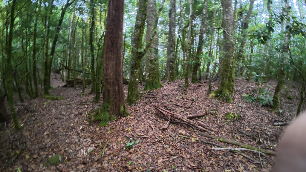 鳶嘴山森林小徑